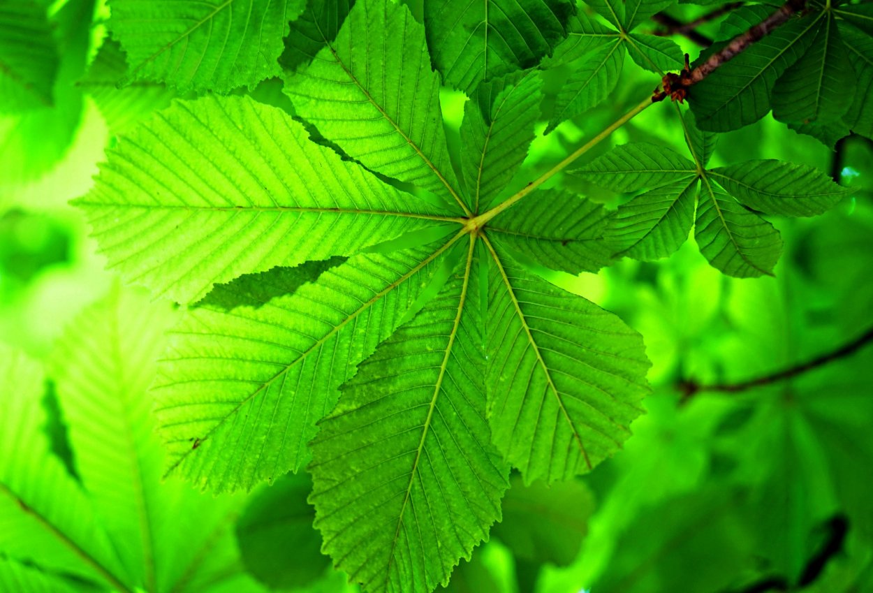 Листок каштана