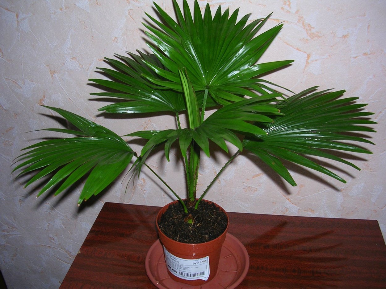 Ливистона нефрит