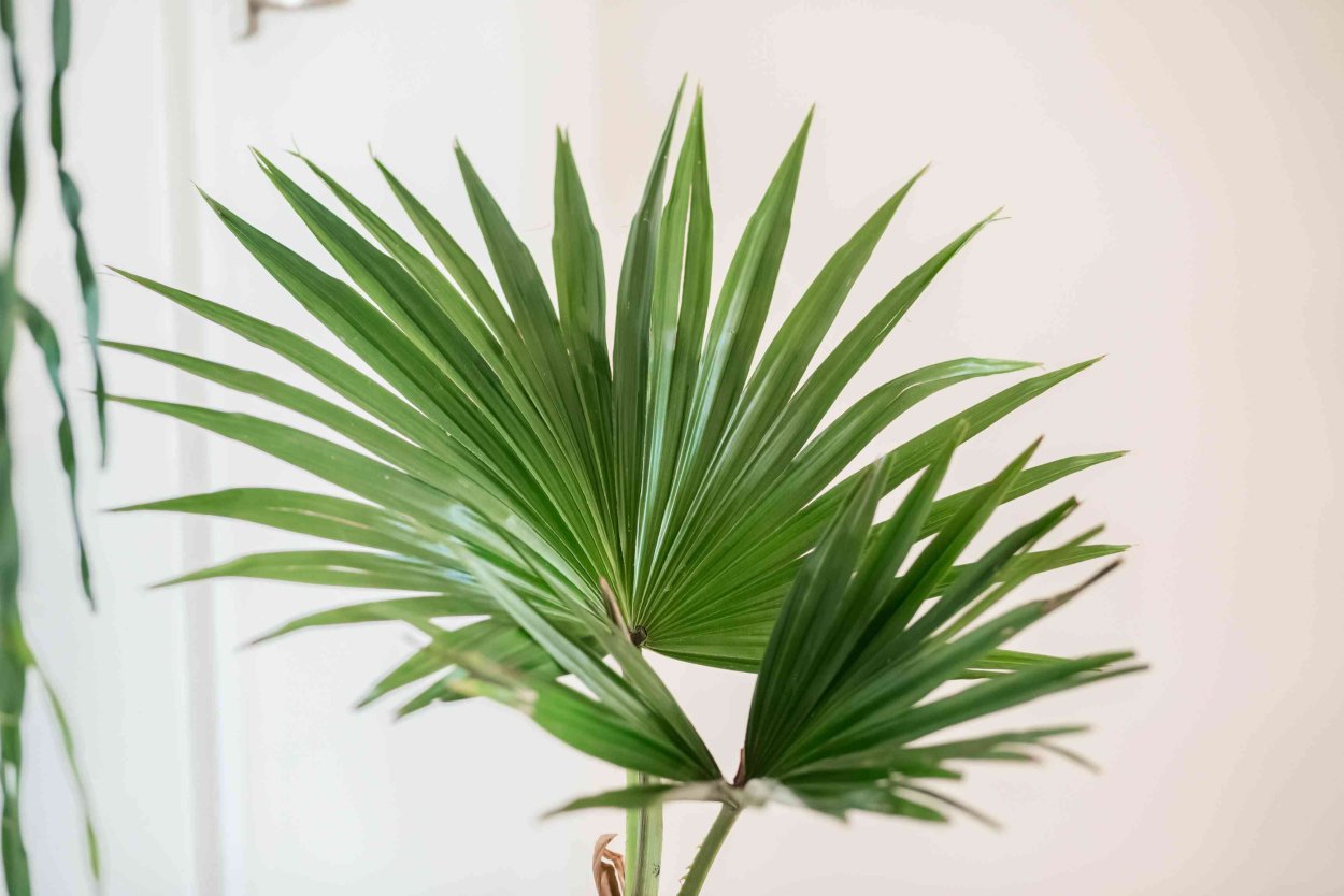 Комнатная Пальма с веерными листьями