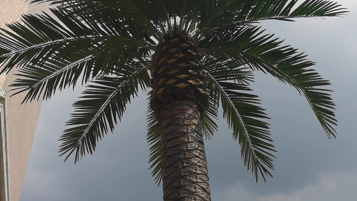 Высота пальмы