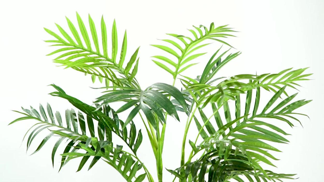 Тропические растения на белом фоне