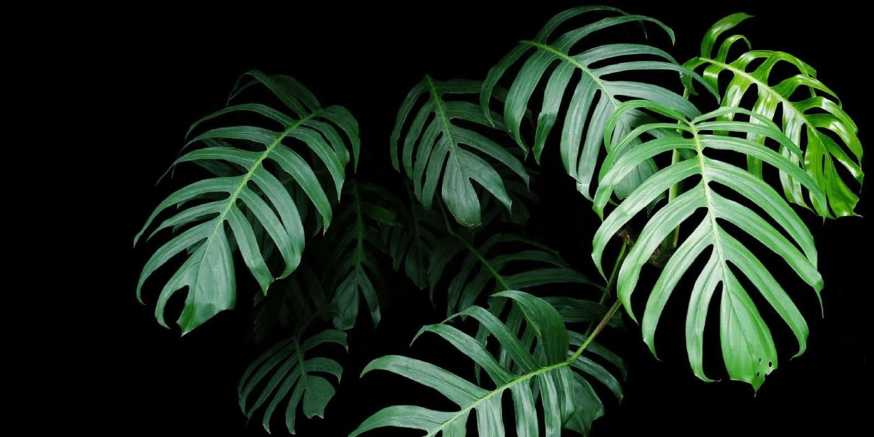 Монстера на черном фоне