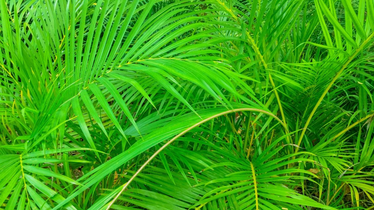 Заросли пальм