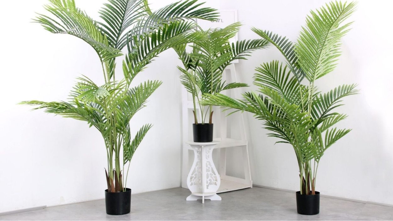 Веерная финиковая Пальма