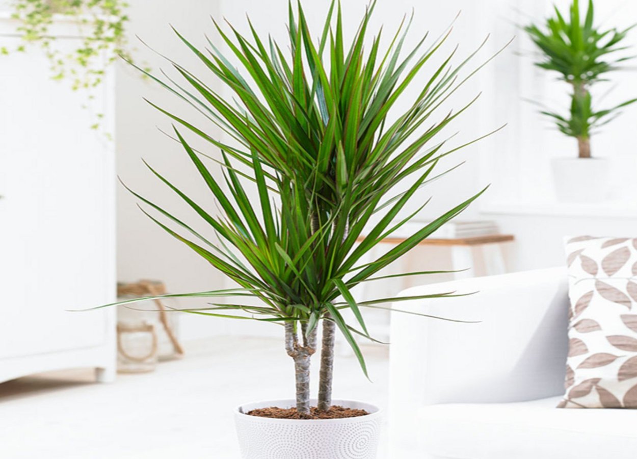 Драцена великолепная