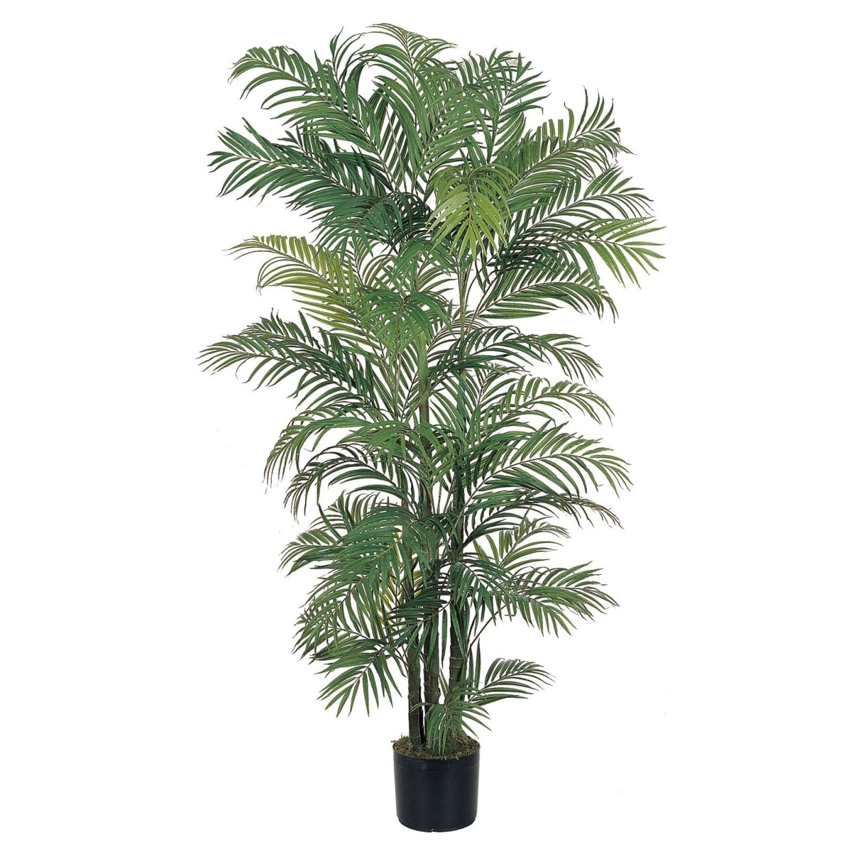 Пальма Арека цветение