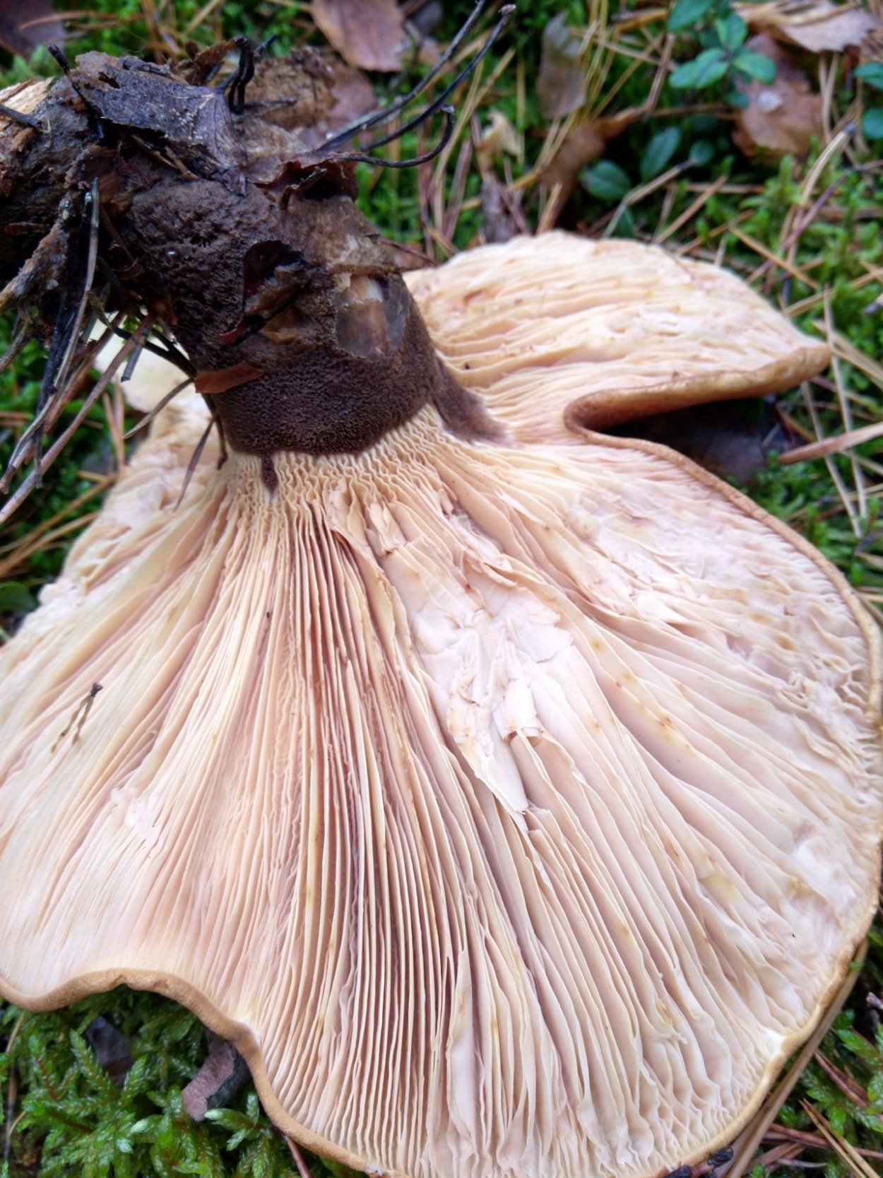 Свинушка тапинелла