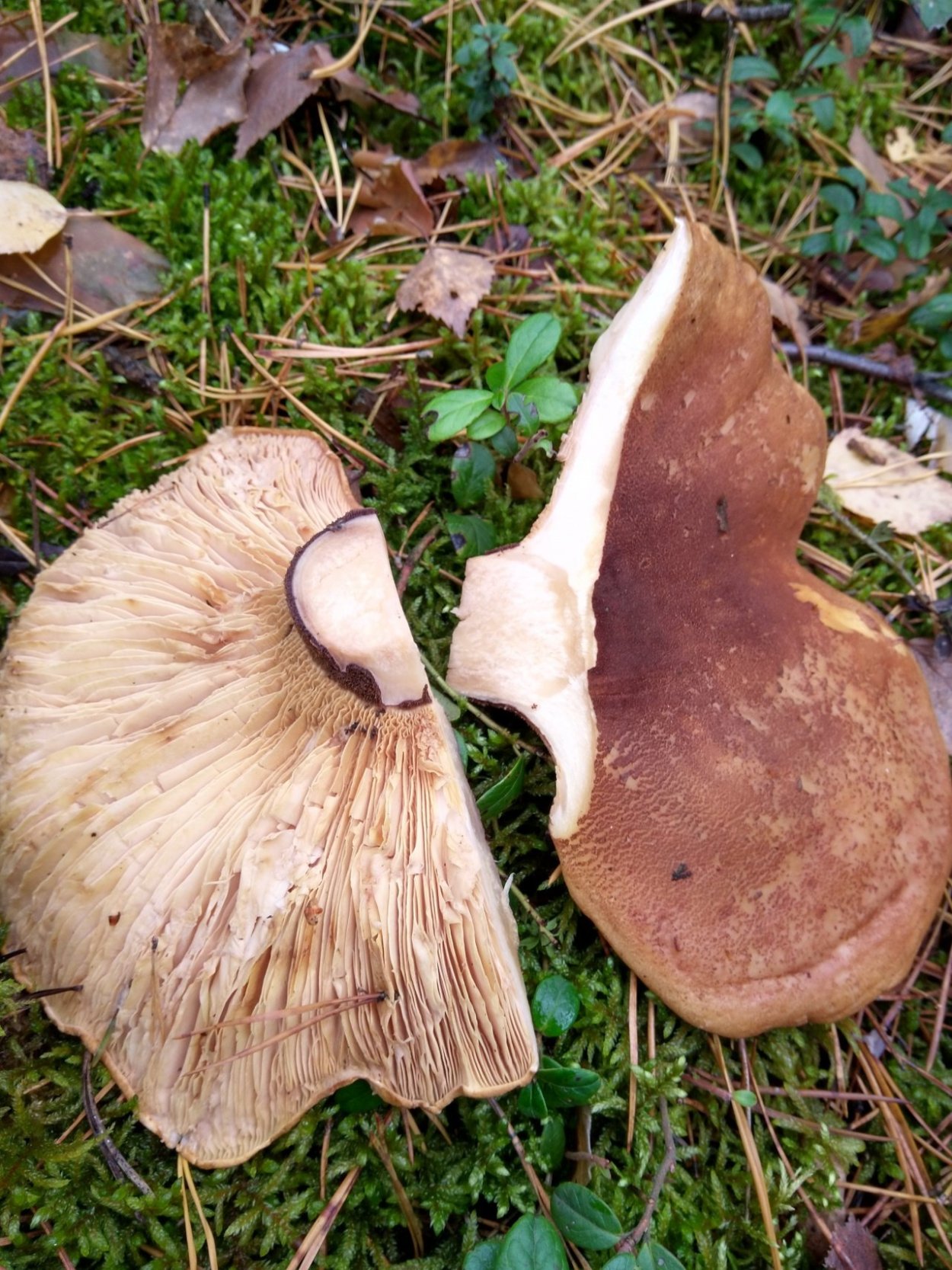 Свинушка толстая гриб