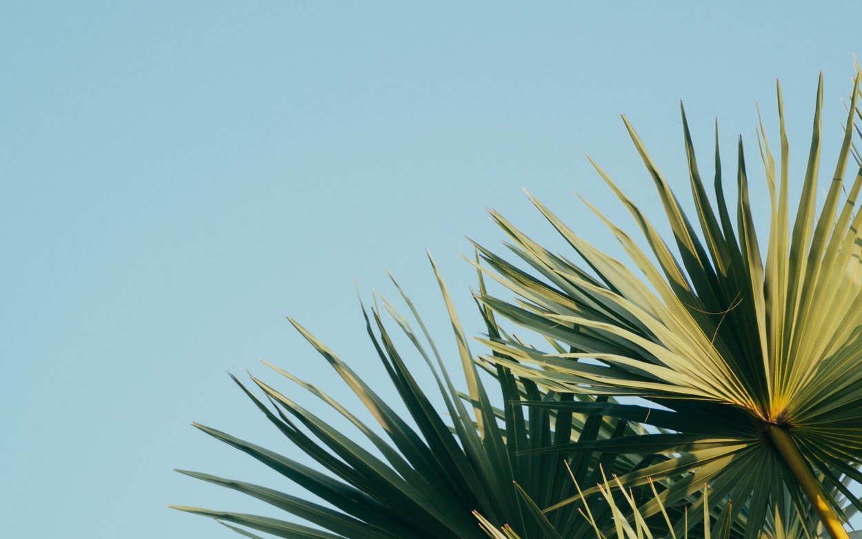 Пальмы на Светлом фоне