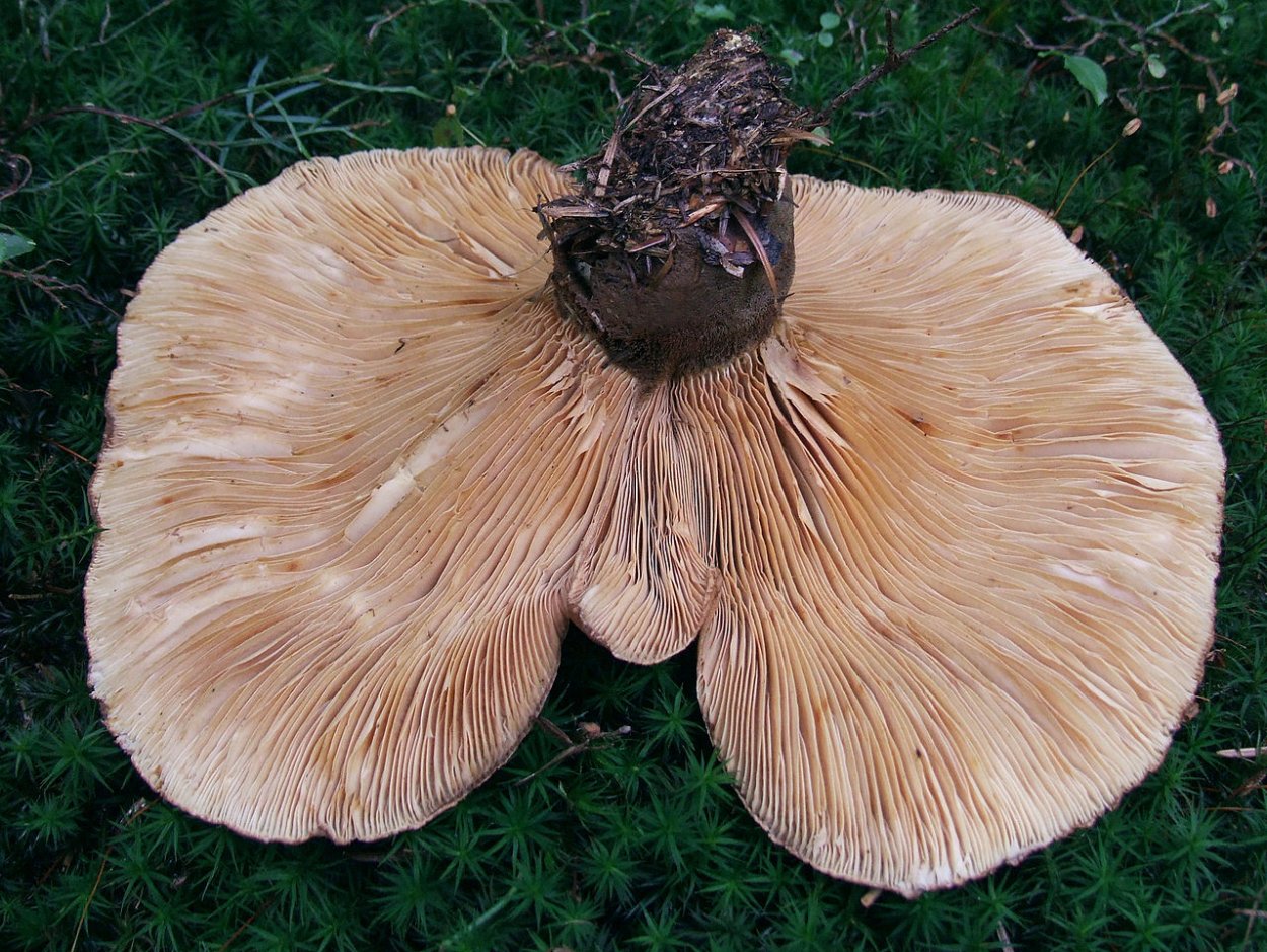 Тапинелла панусовидная