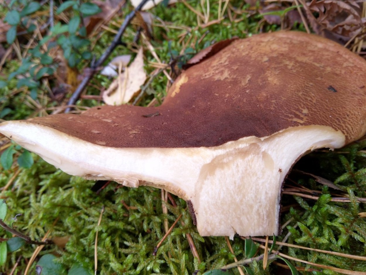 Коричневые грибы свинушка толстая