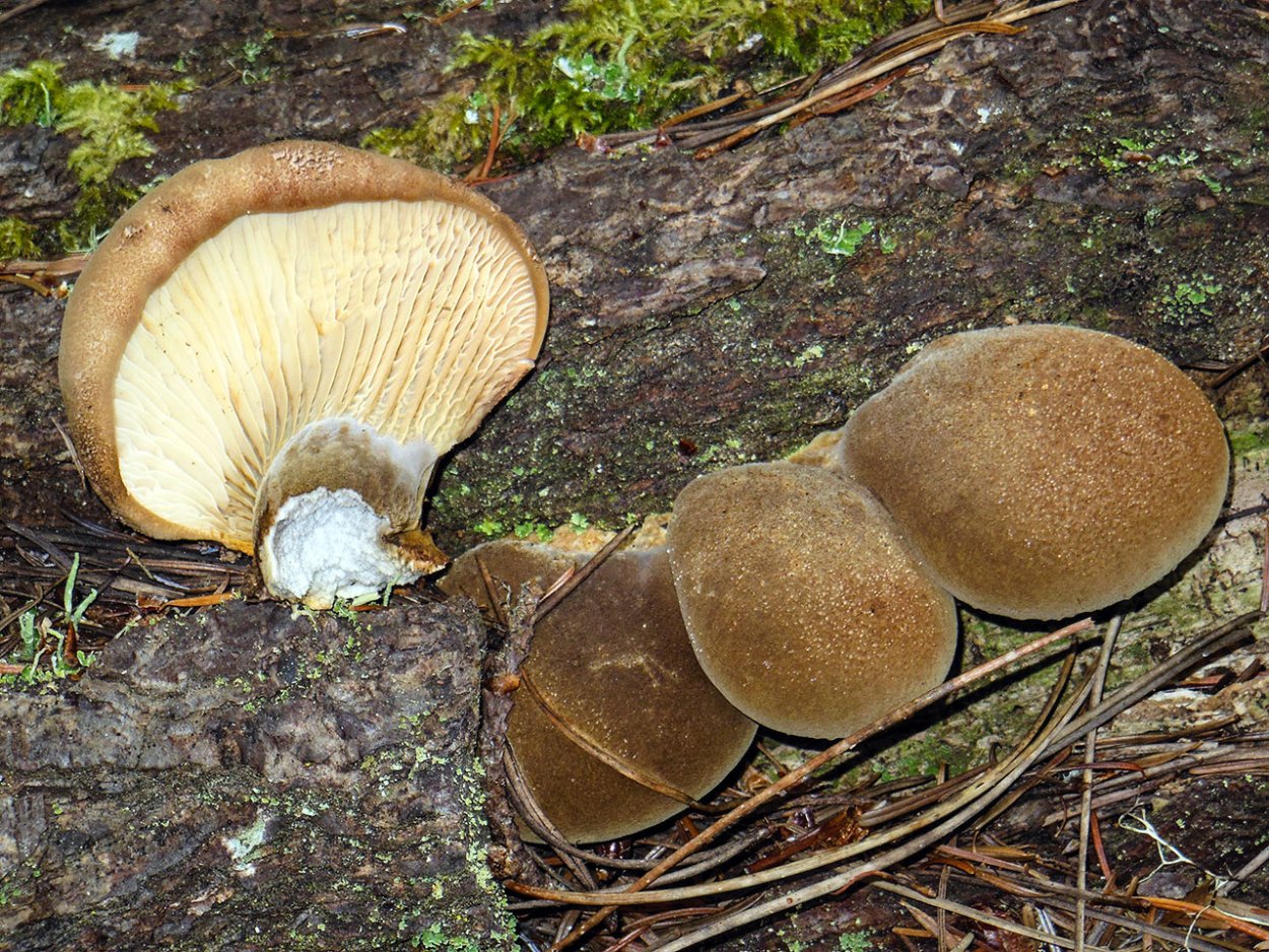 Свинушка толстая гриб