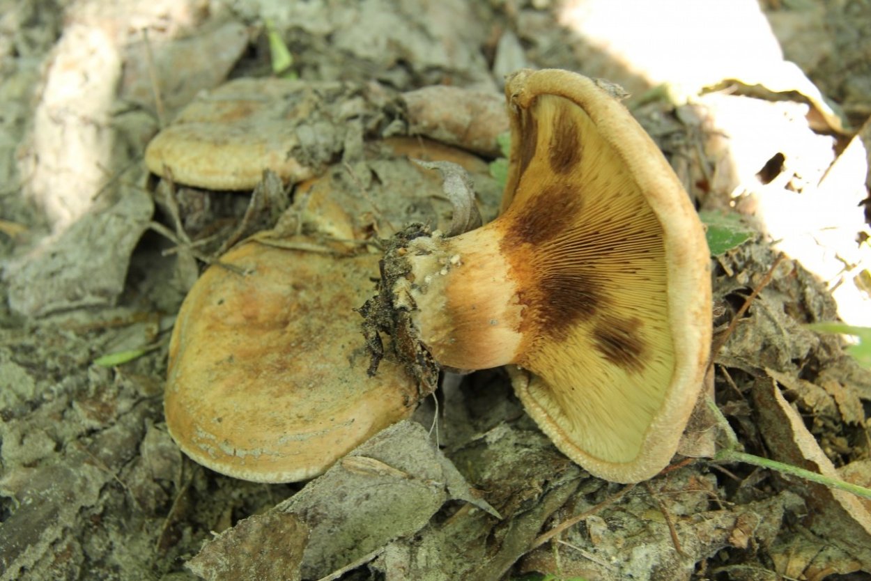 Ложная свинушка гриб