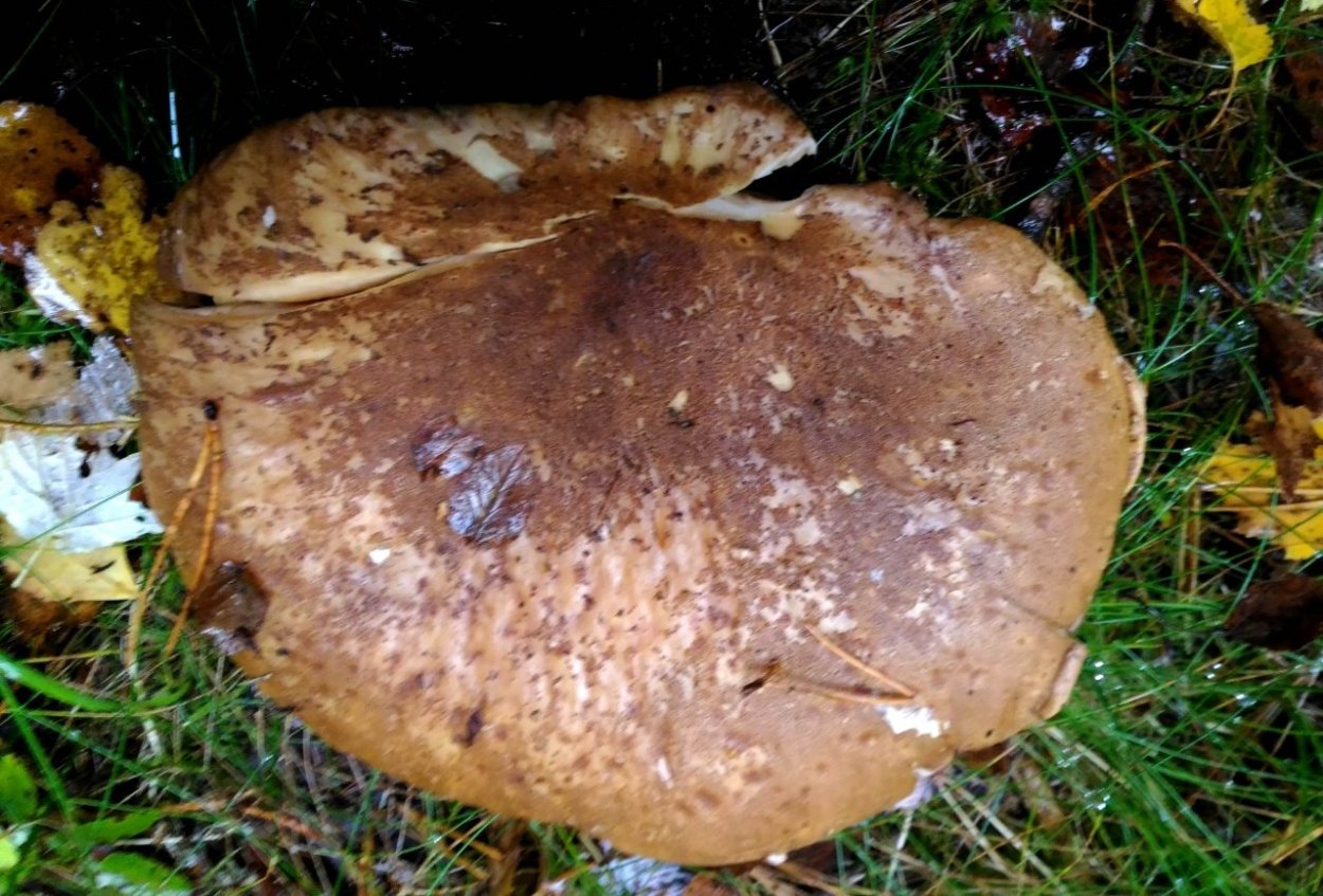 Свинушка тапинелла