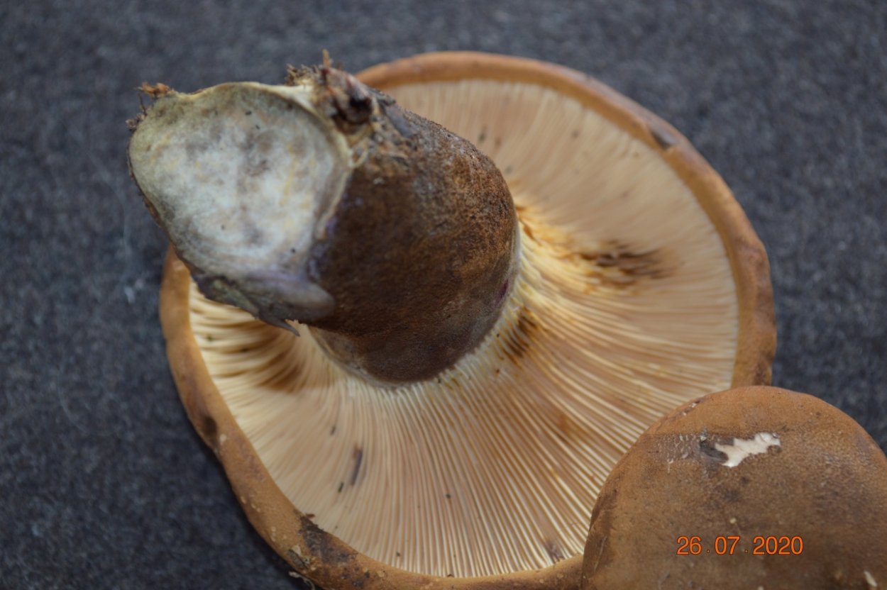 Свинушка Осинова фото