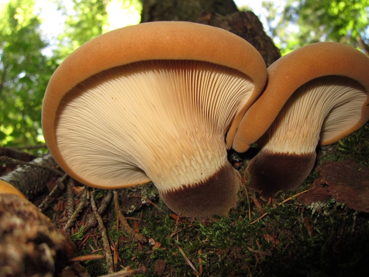 Свинушка толстая гриб