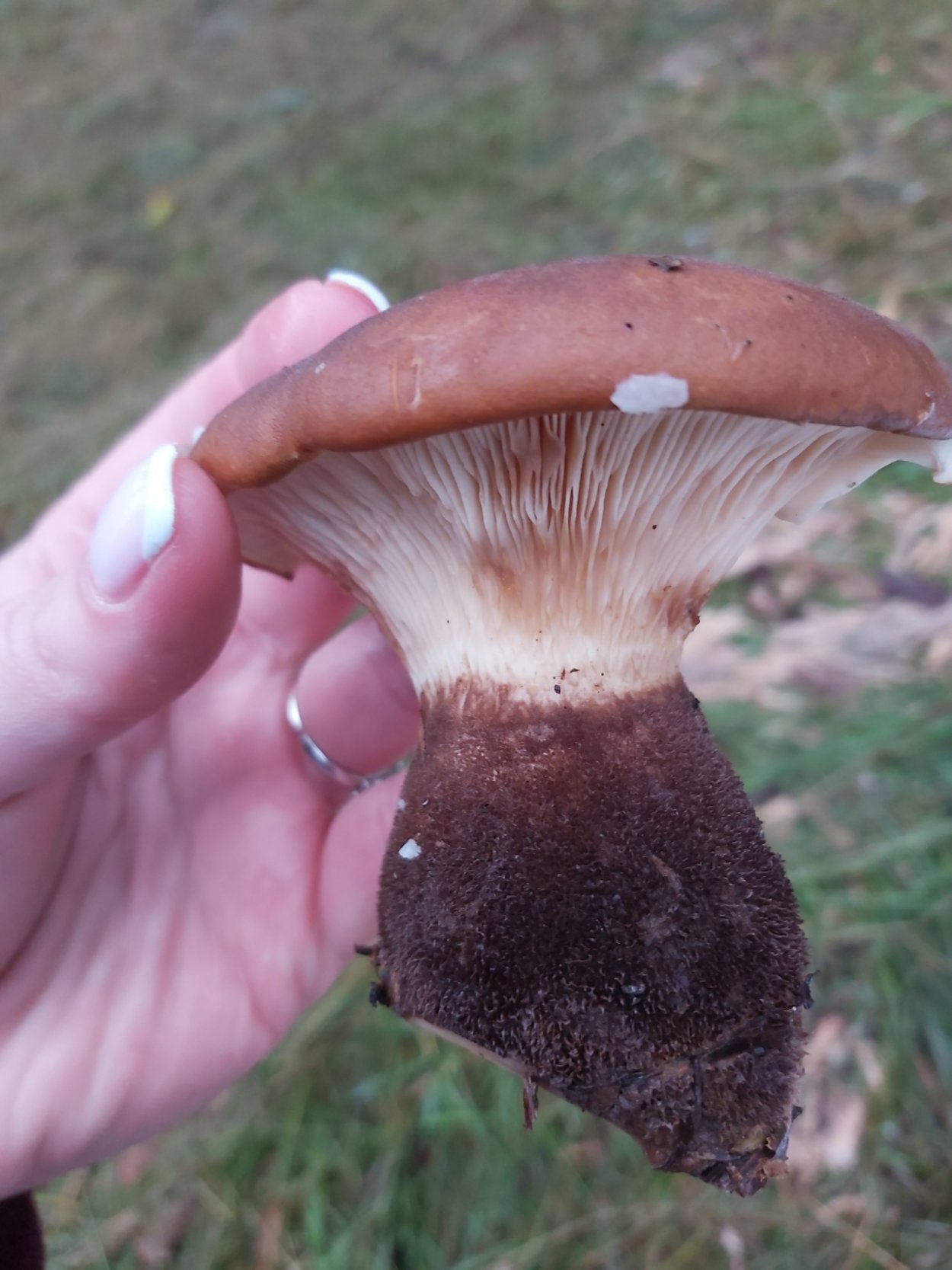 Толстый гриб