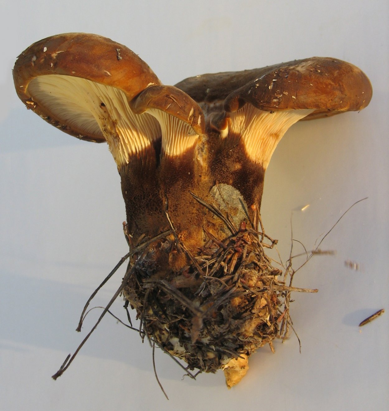 Свинушка уховидная