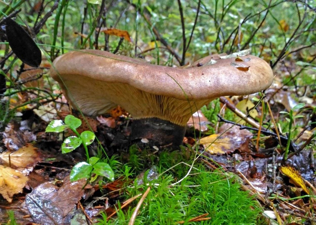 Свинушка тапинелла