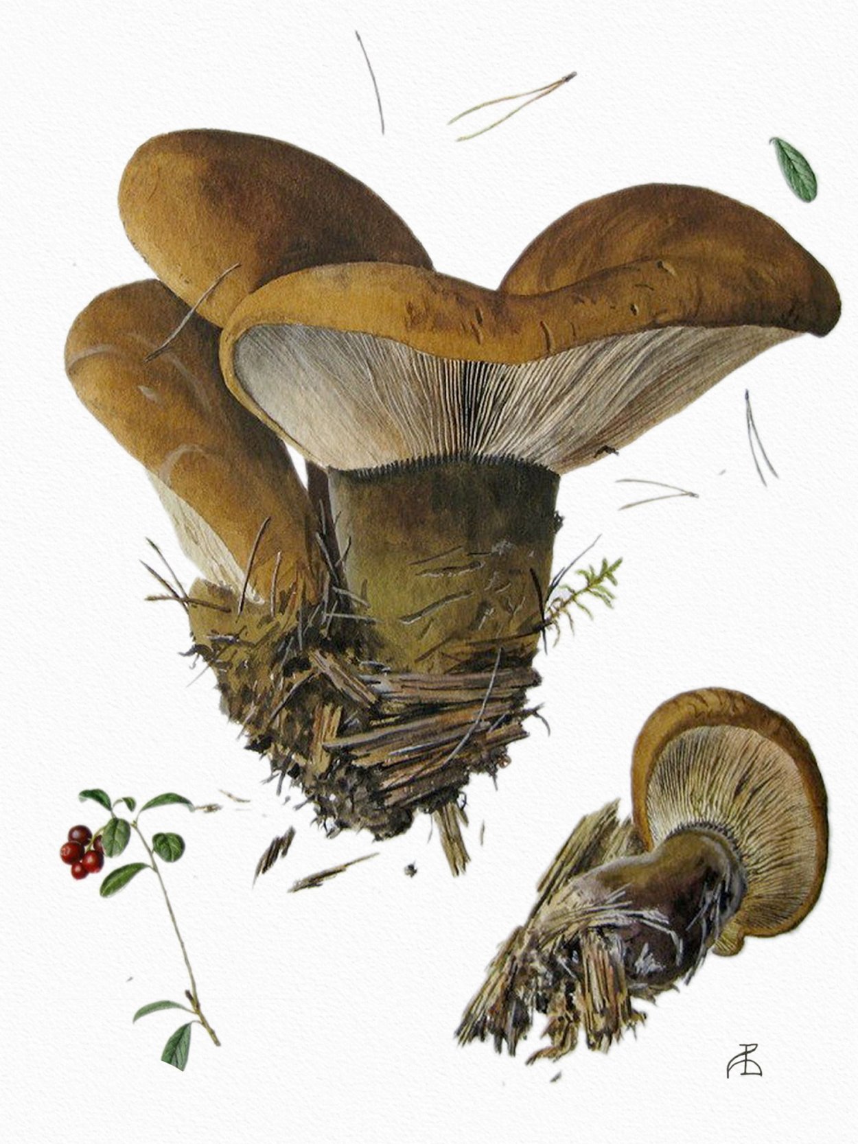 Свинушка Ботаническая иллюстрация