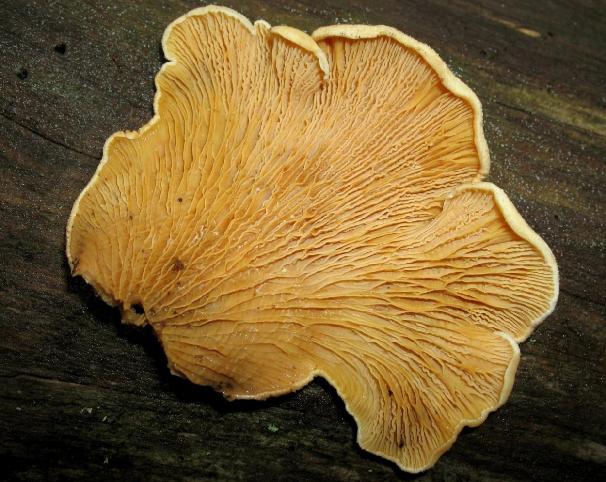 Свинушка уховидная