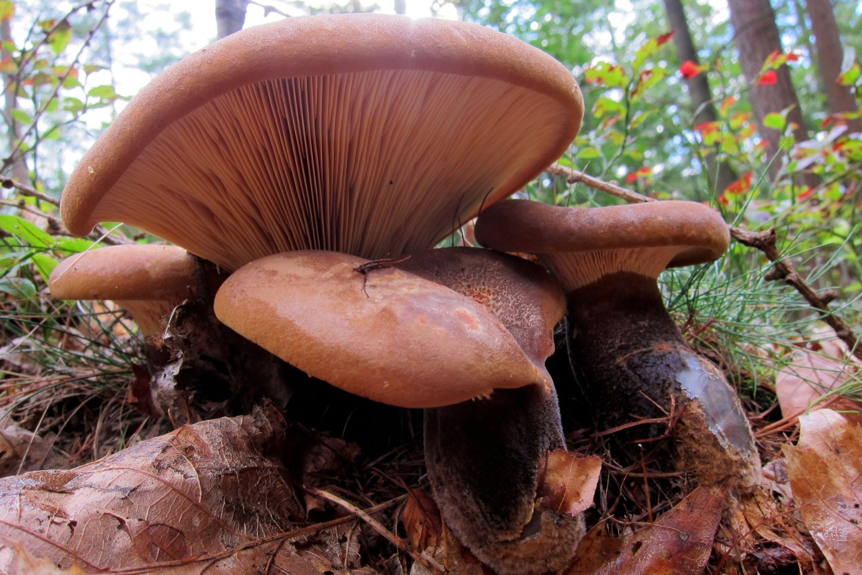 Paxillus atrotomentosus