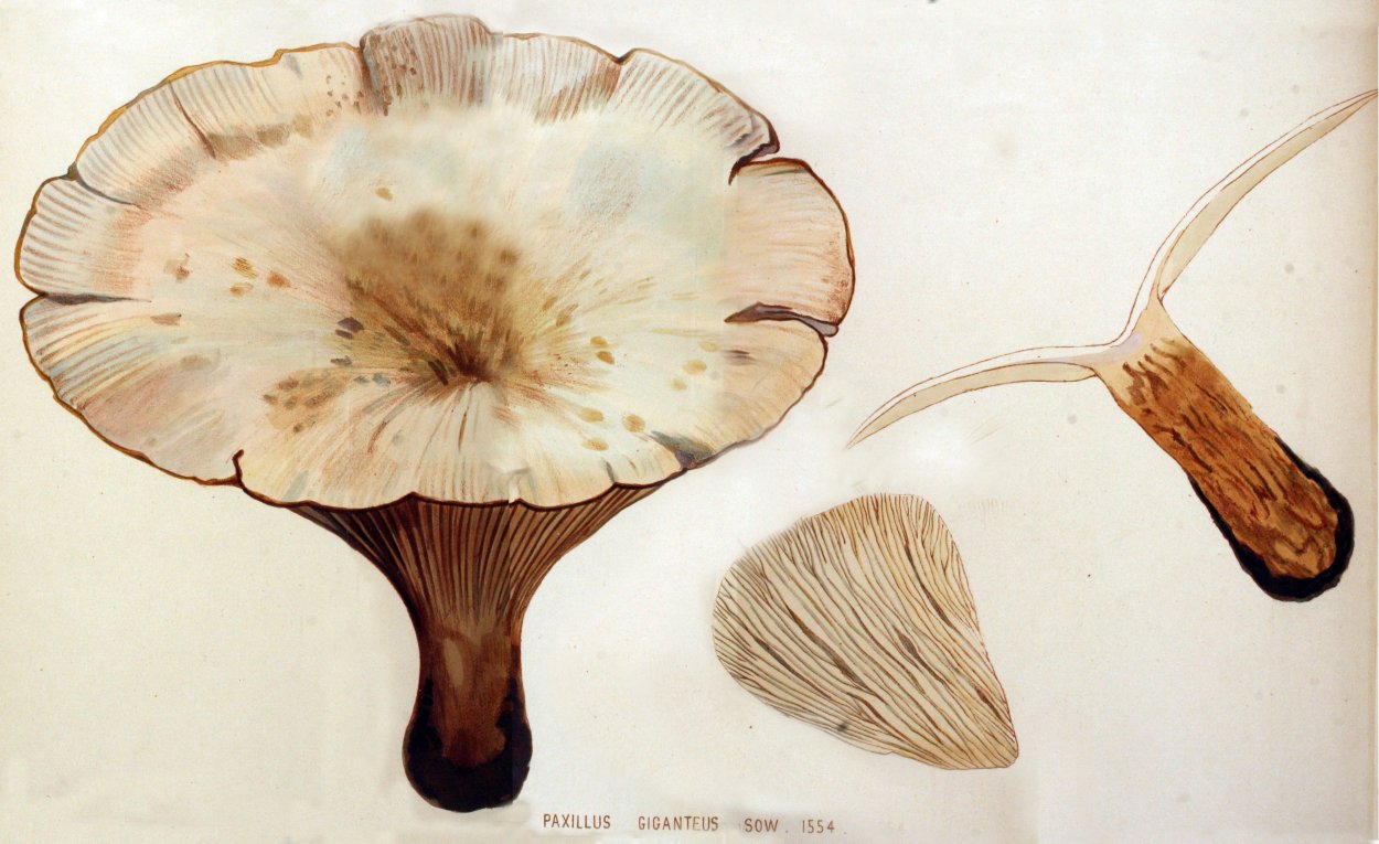 Aspropaxillus candidus