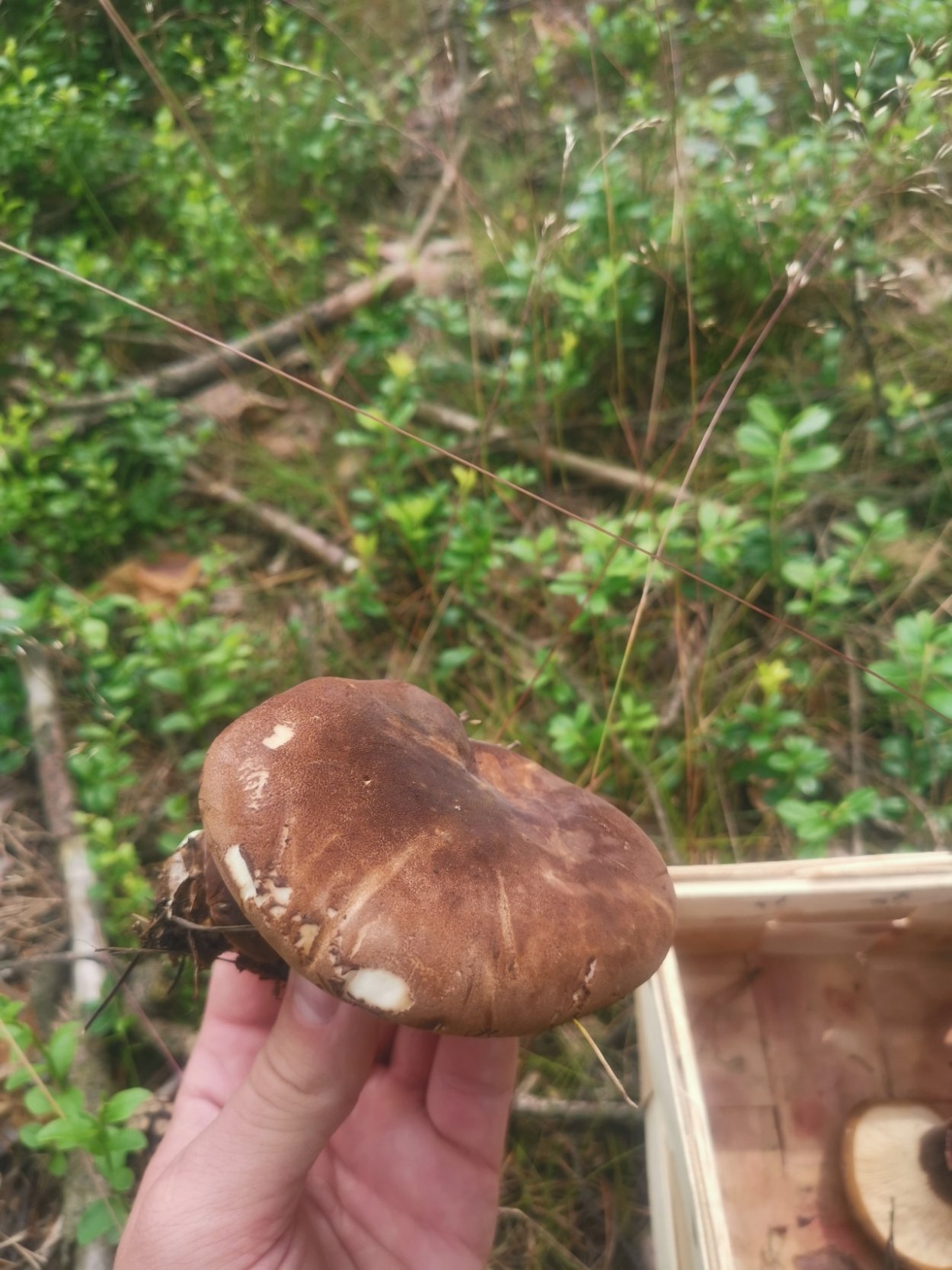 Свинушка бурый гриб