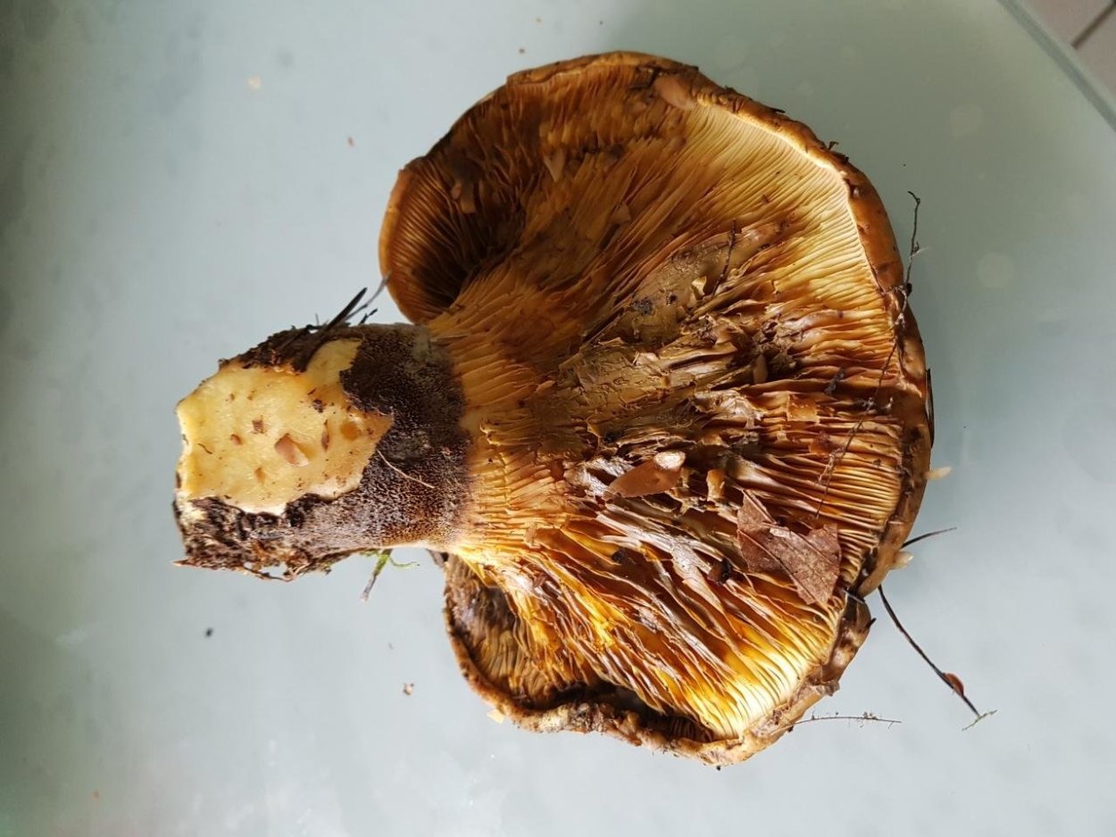 Свинушка толстоногая