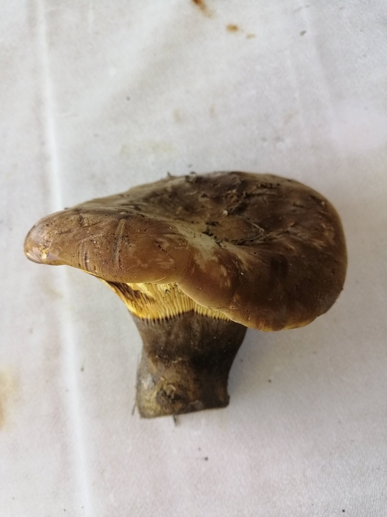 Поддубник свинушка