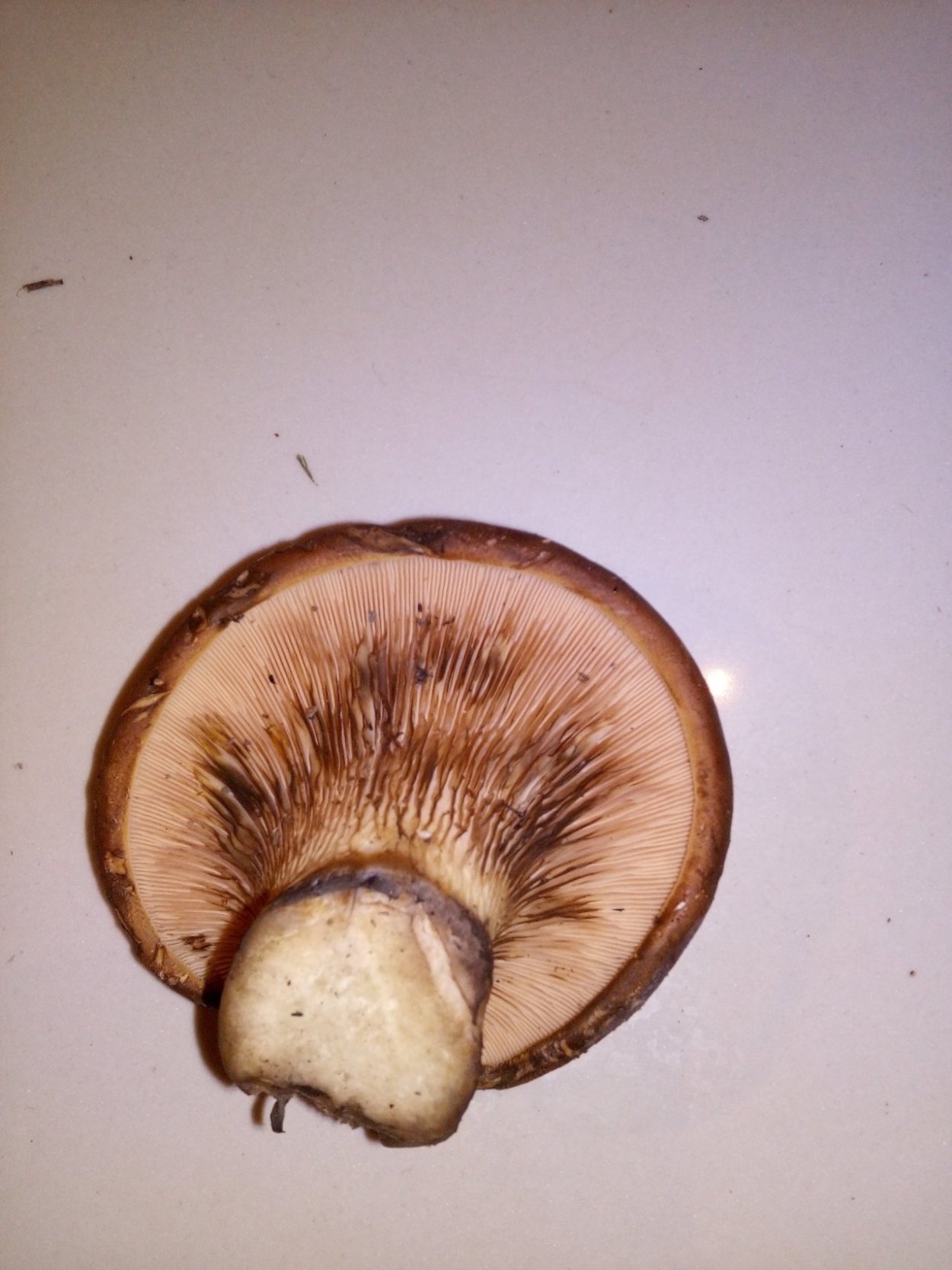 Свинушка тапинелла