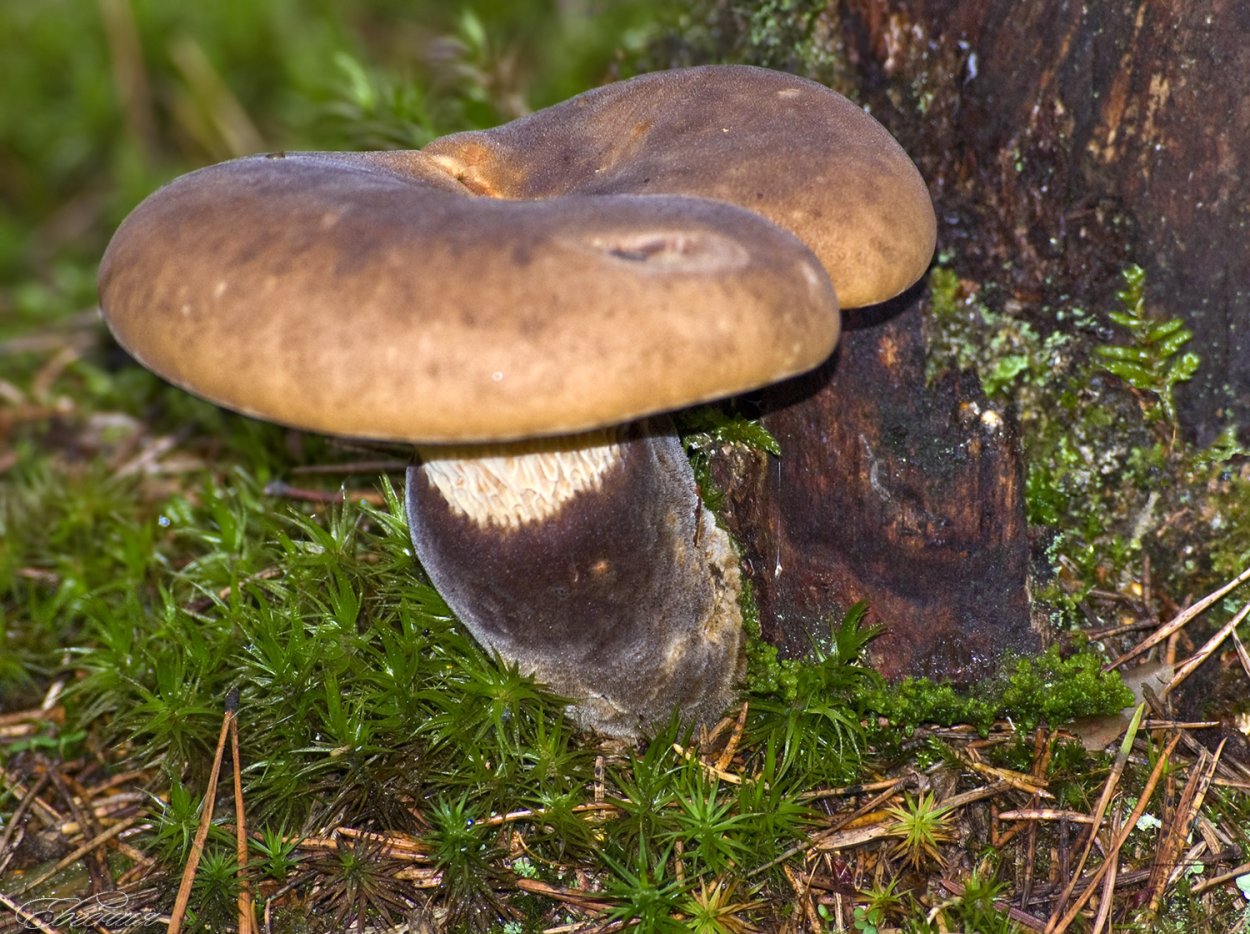 Свинушка толстая гриб