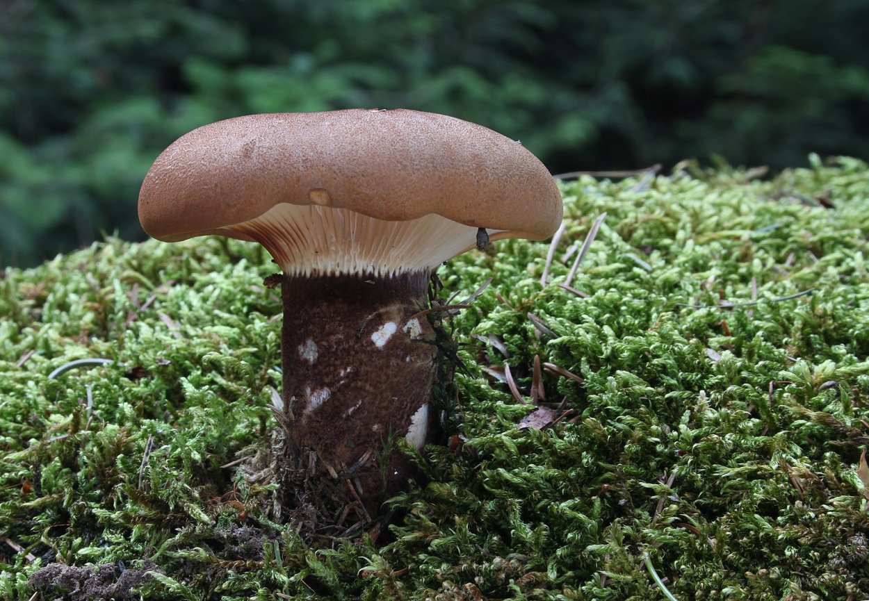 Свинушка бурый гриб