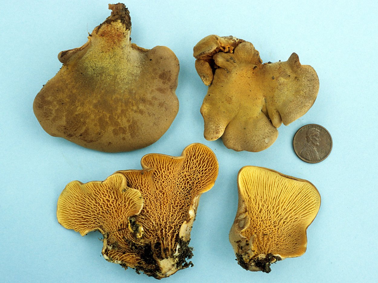 Тапинелла панусовидная