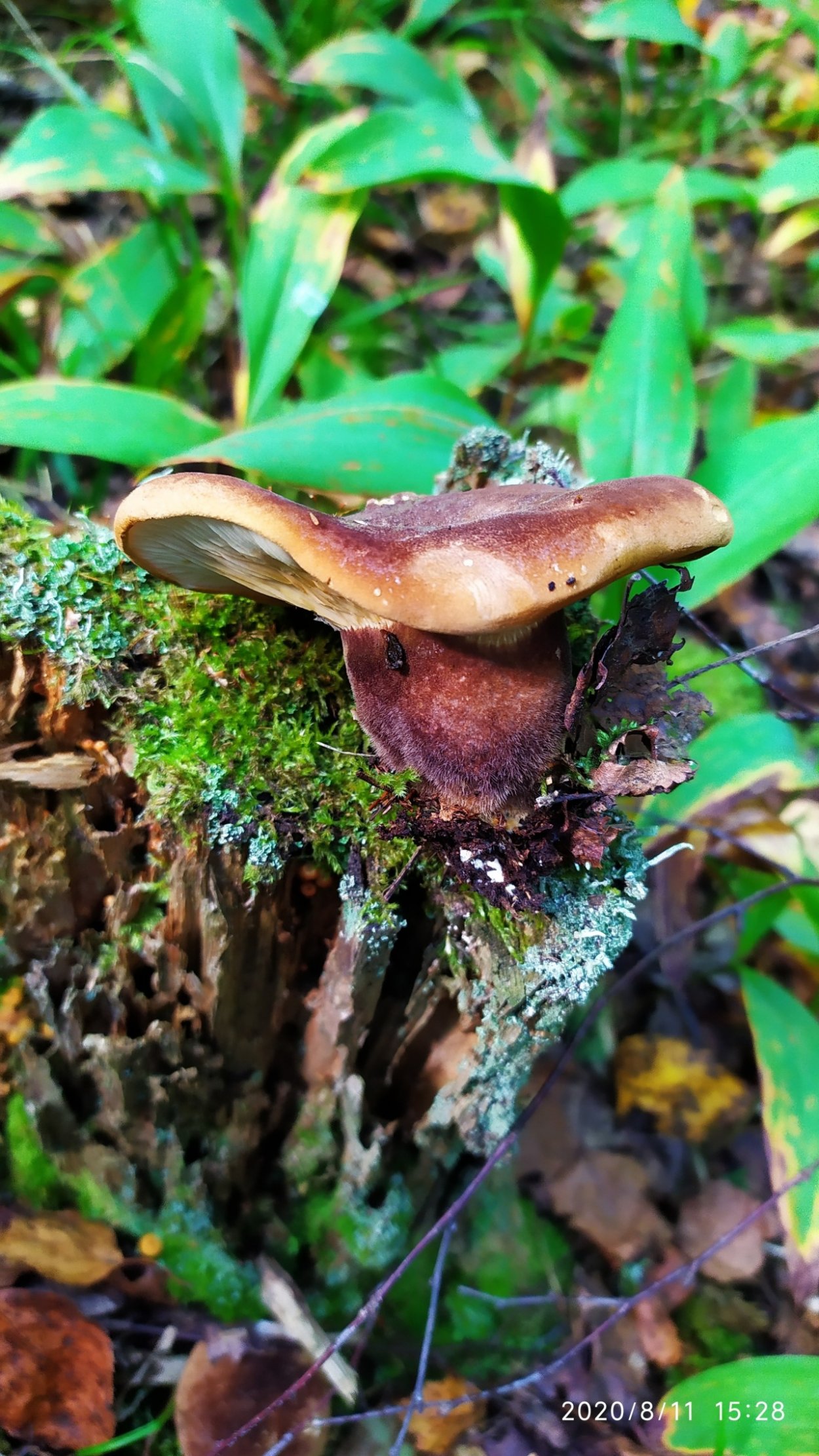 Свинушка гриб