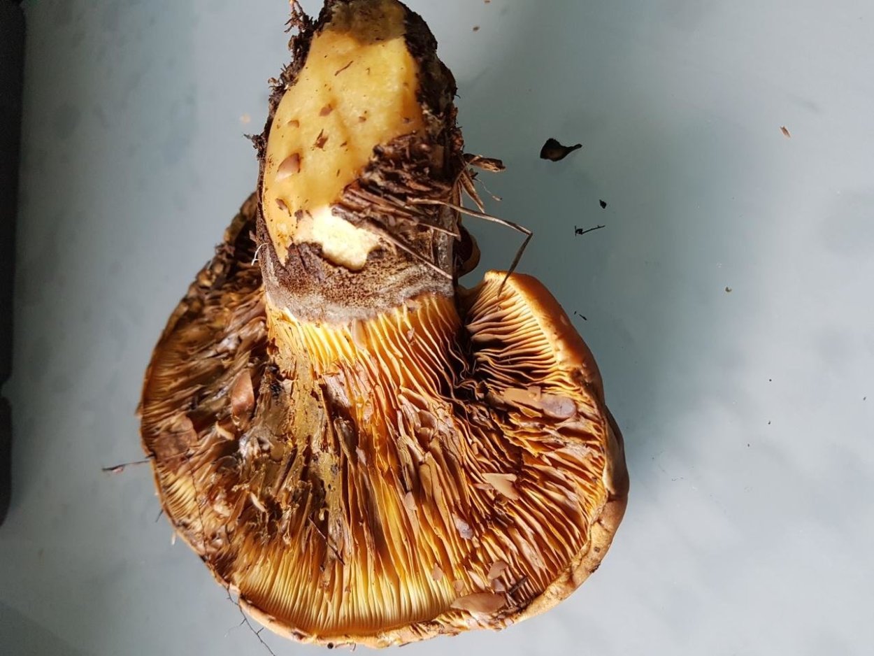 Грибы свинушки с толстой ножкой