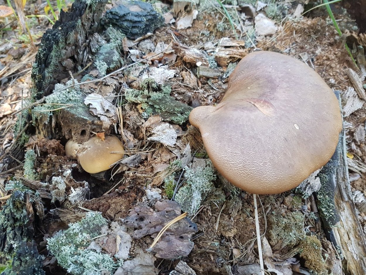 Гриб свинушка на пне