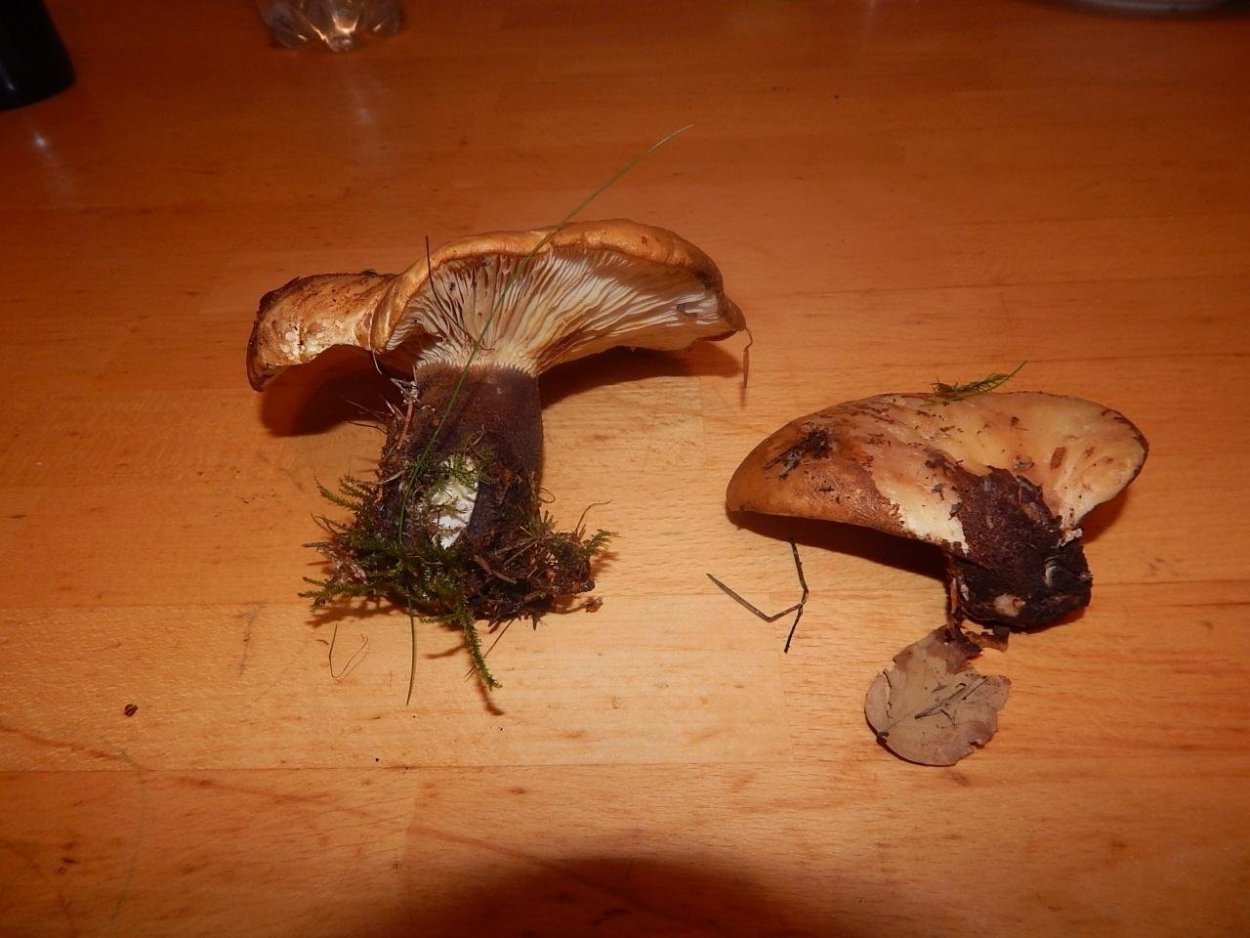 Гриб Свинух калорийность