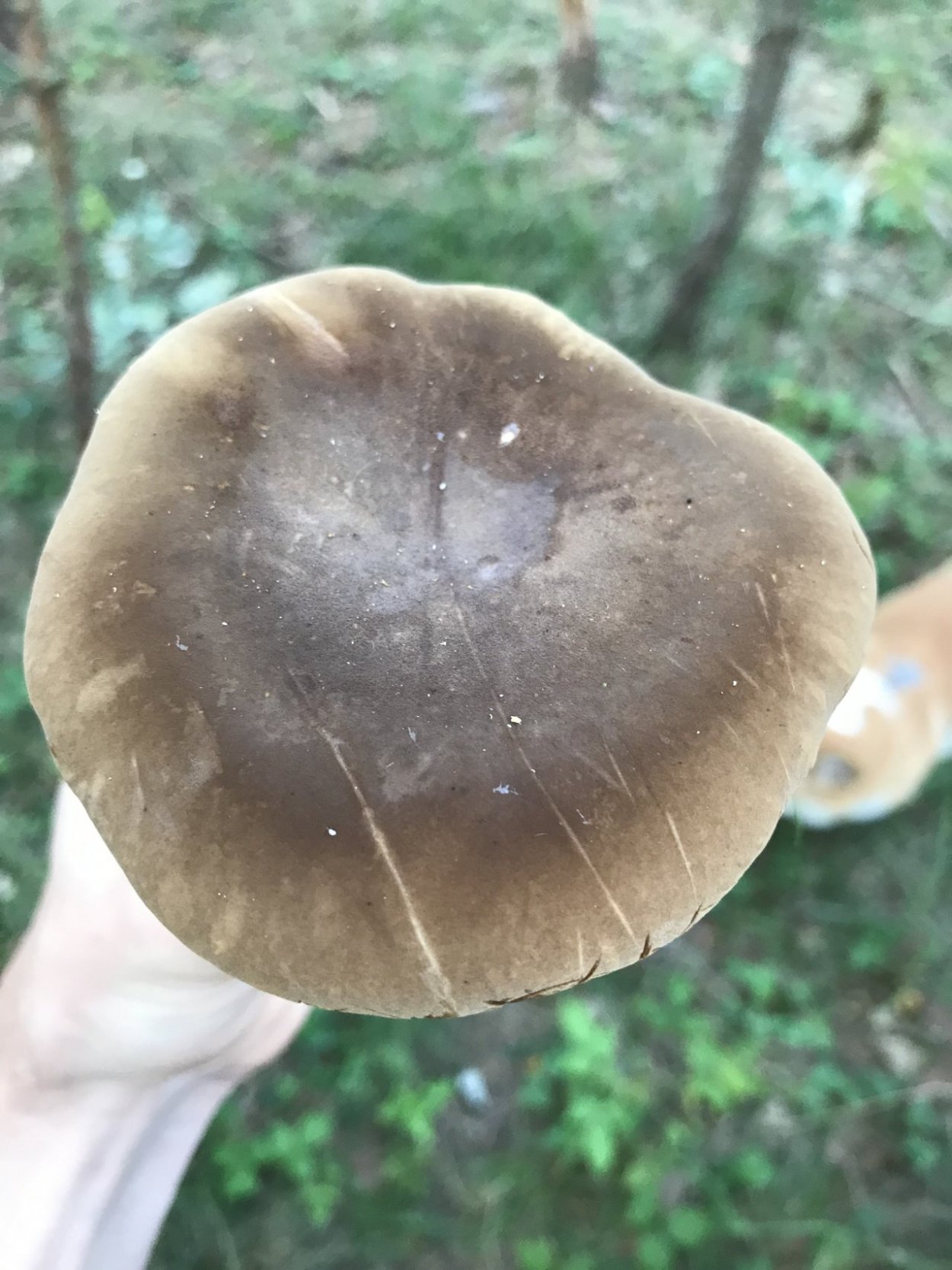 Тапинелла гриб