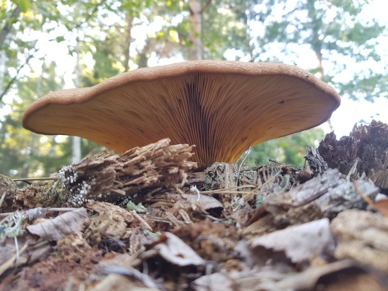 Свинушка тапинелла