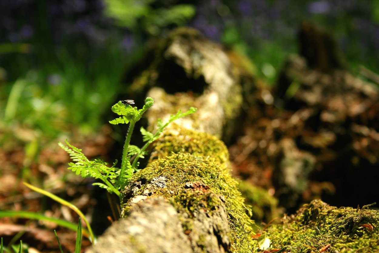 Тетрафисовые мхи