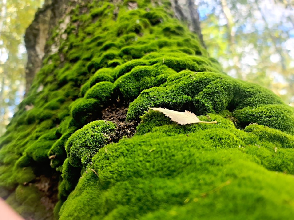 Мхи Моховидные