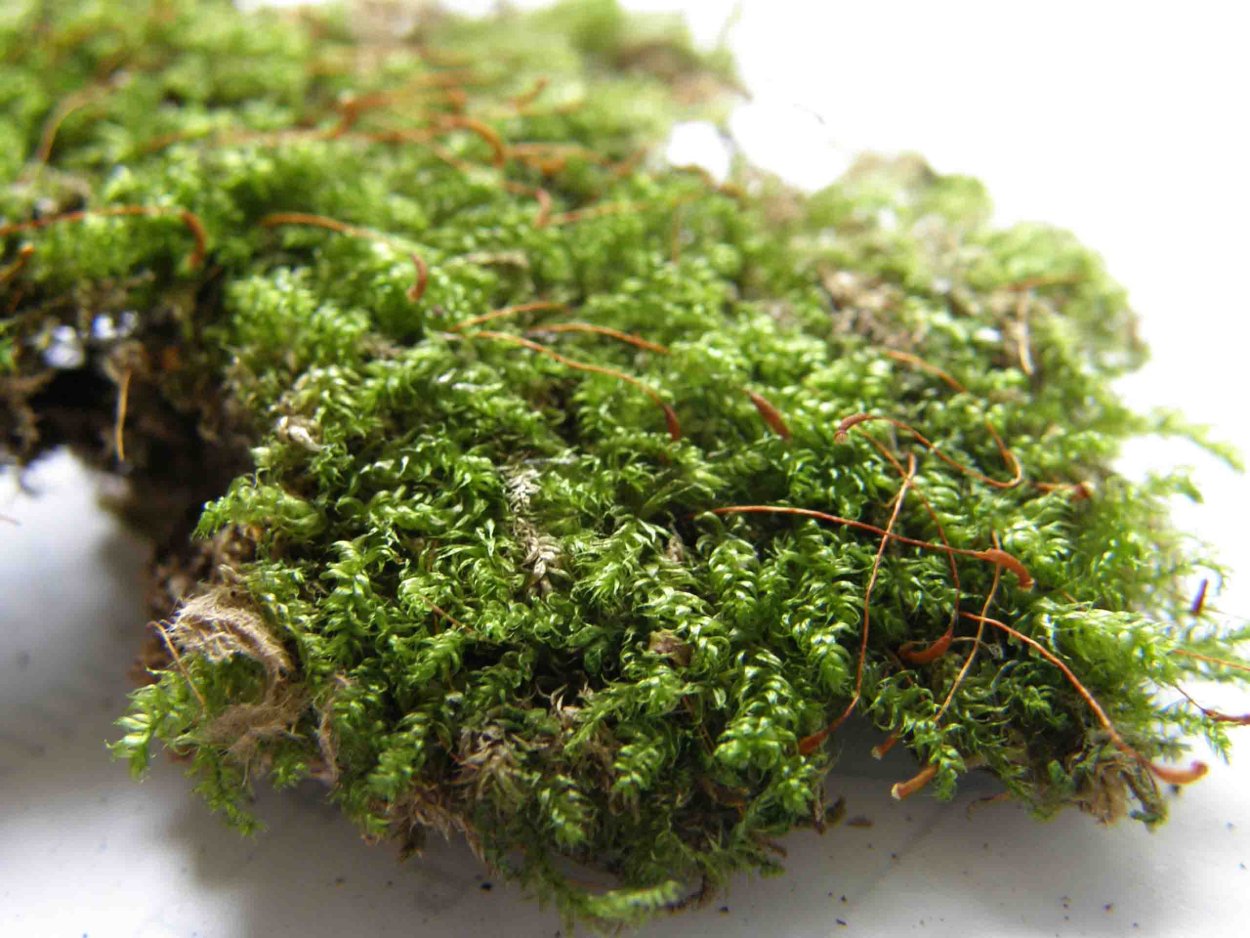 Мох гипнум