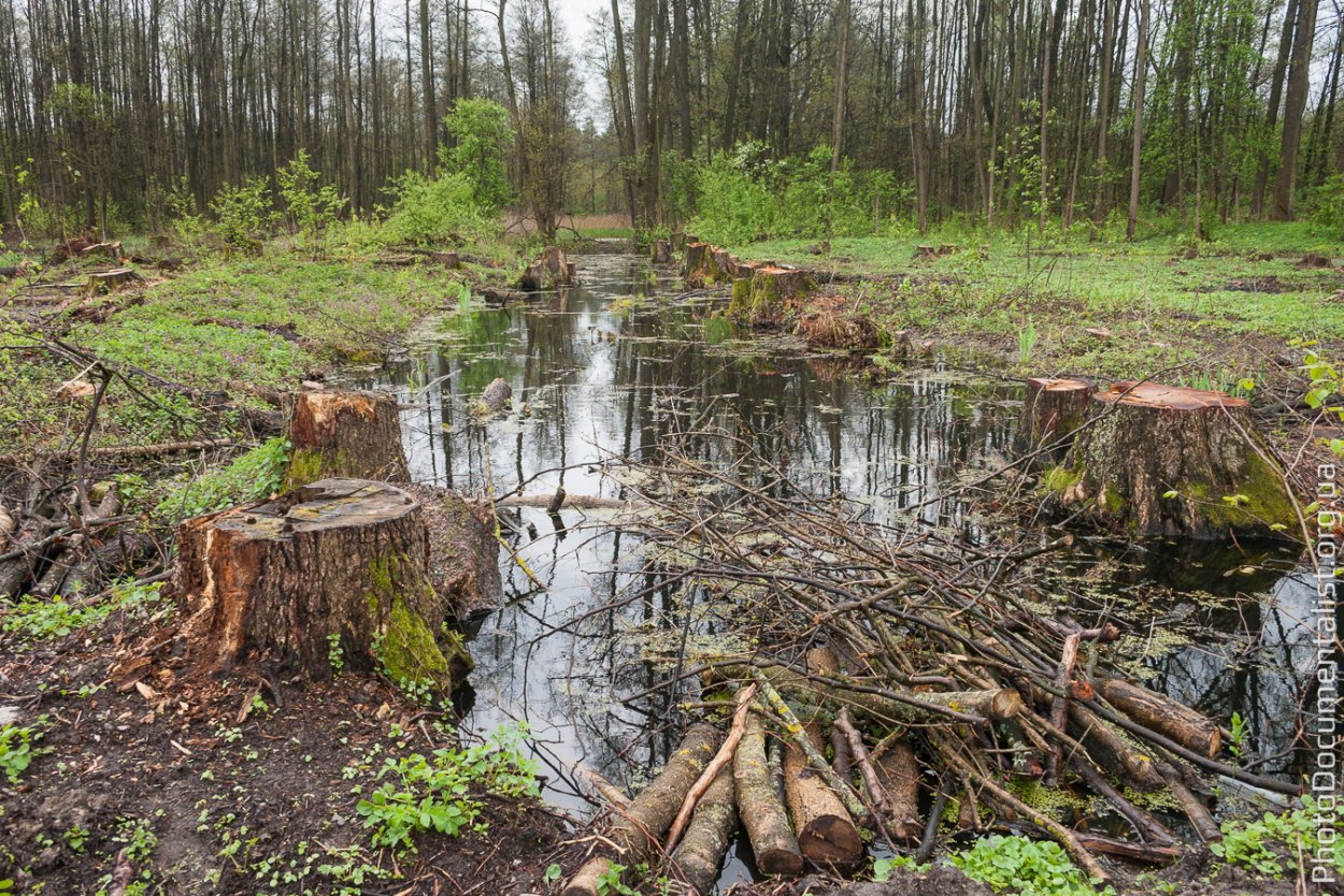 Ирдынские болота