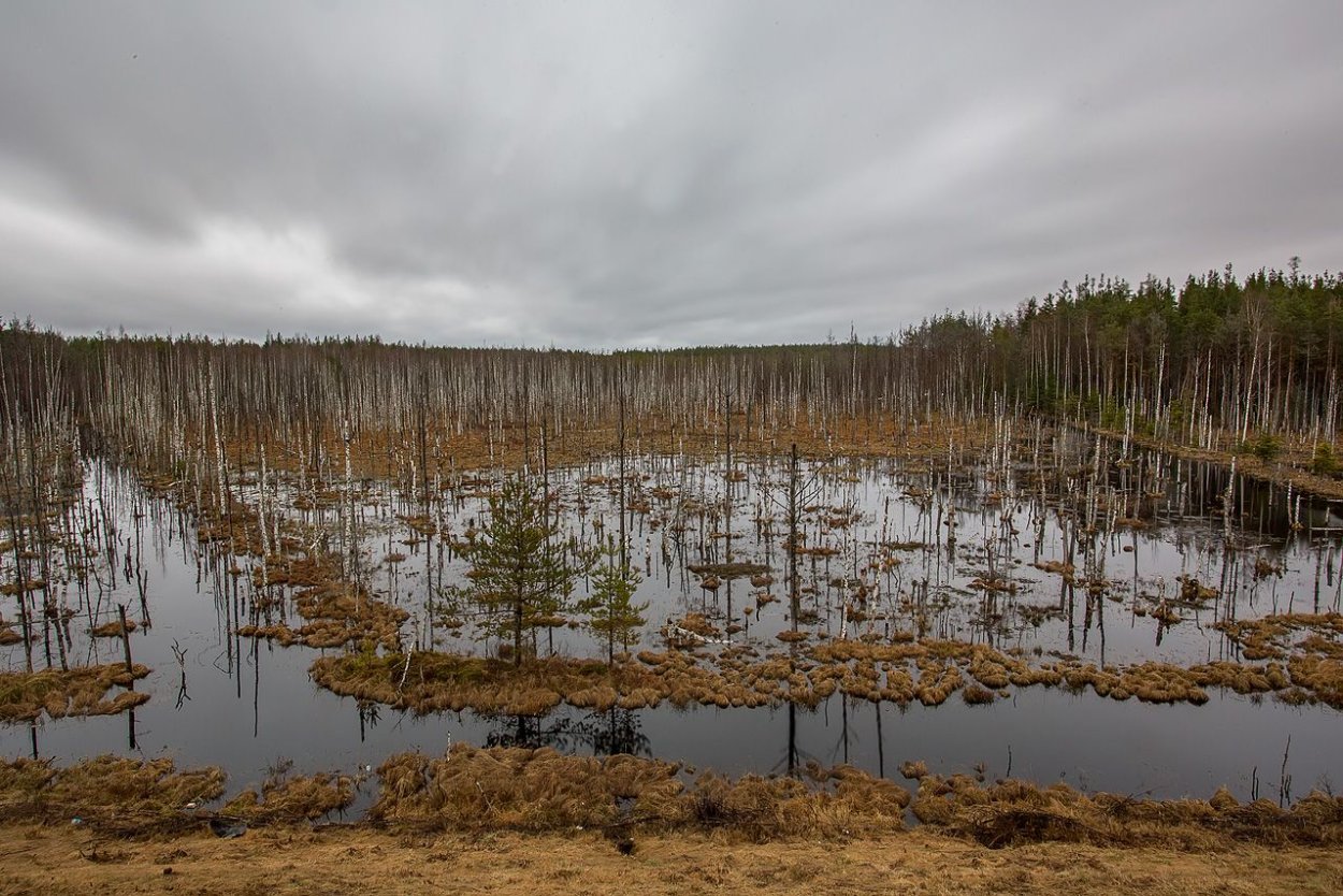 Болото Свитский мох