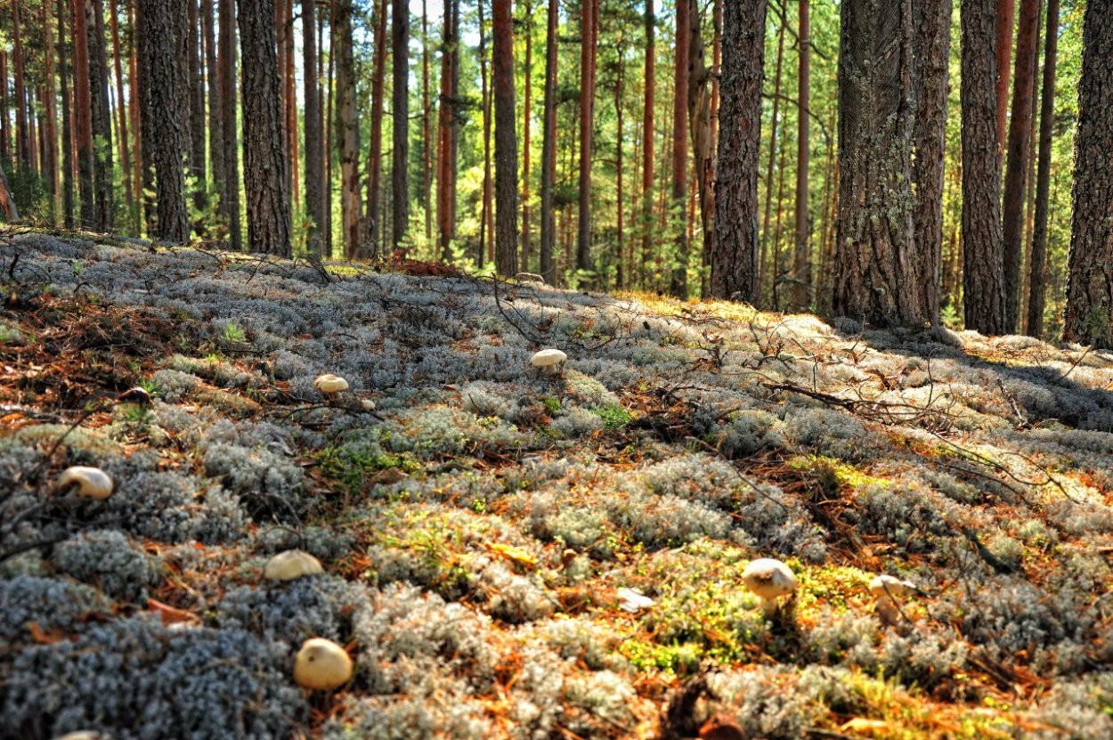 Карелия лес ягель