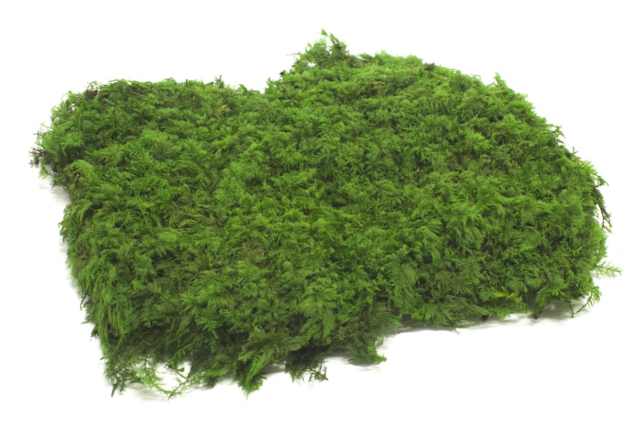 Мох платмос