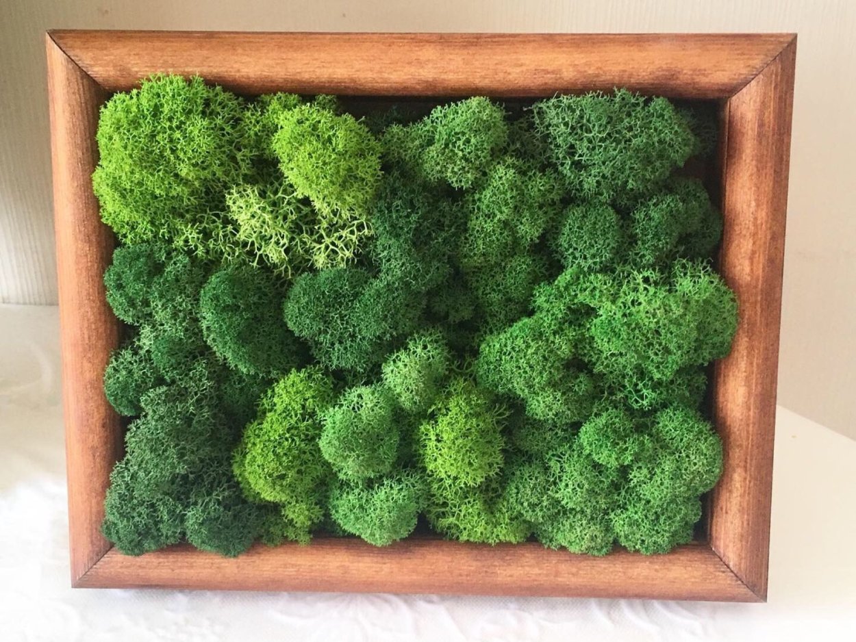 Лесной мох(ягель)