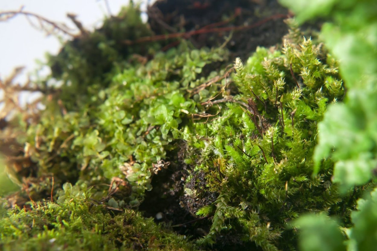 Мох на Урале