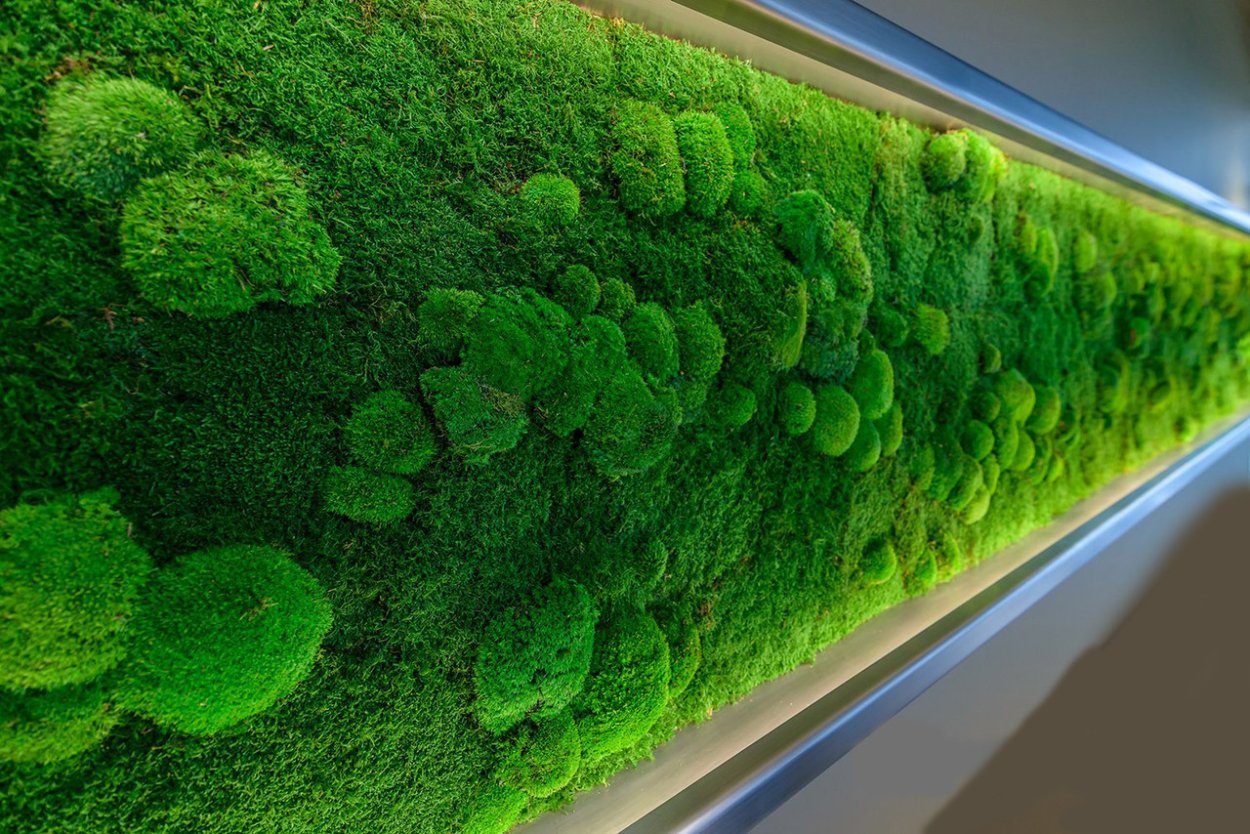 Кочковой стабилизированный мох